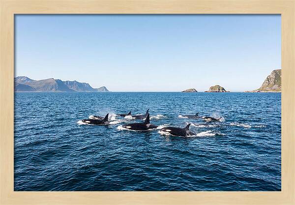 Orca Pod Hunting Together