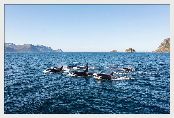 Orca Pod Hunting Together