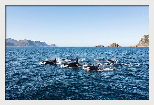 Orca Pod Hunting Together