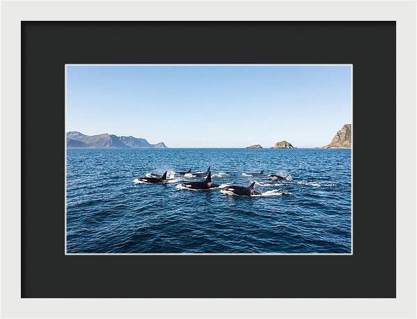 Orca Pod Hunting Together