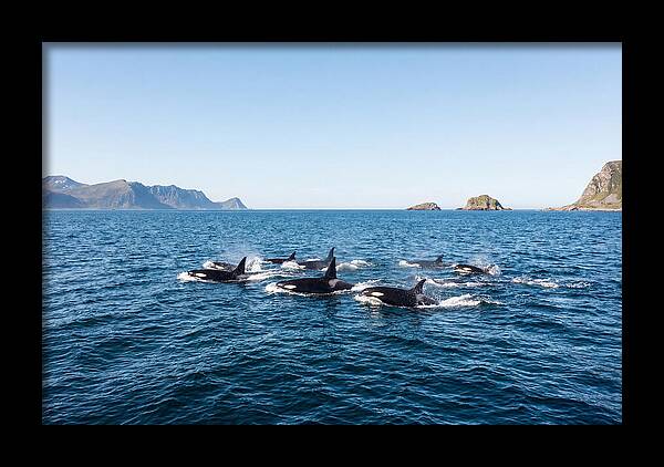 Orca Pod Hunting Together
