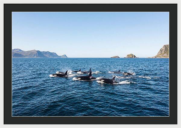 Orca Pod Hunting Together