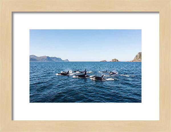 Orca Pod Hunting Together