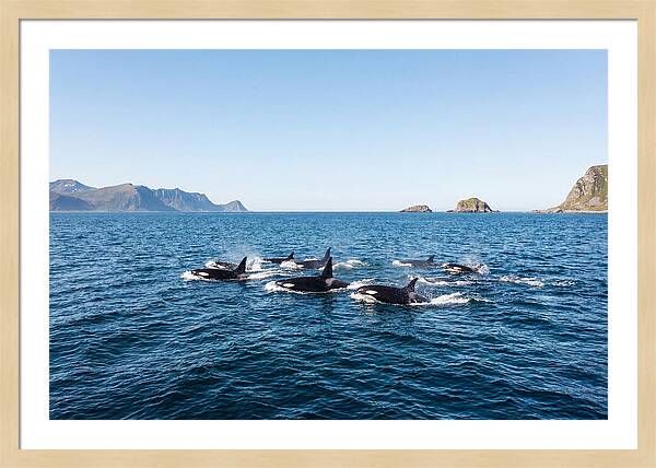 Orca Pod Hunting Together
