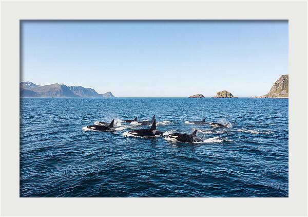 Orca Pod Hunting Together
