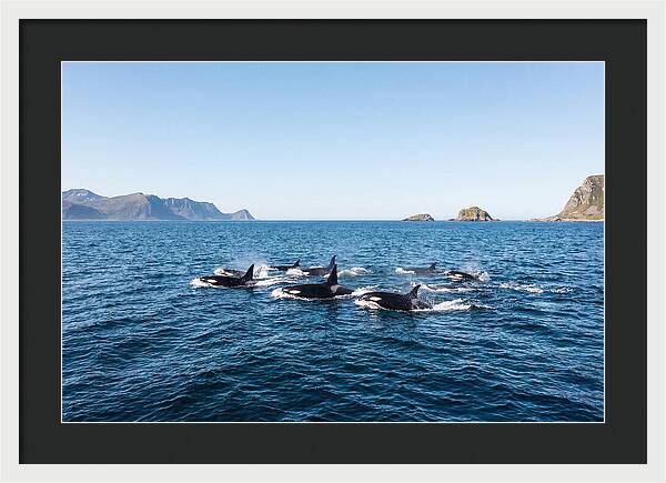 Orca Pod Hunting Together