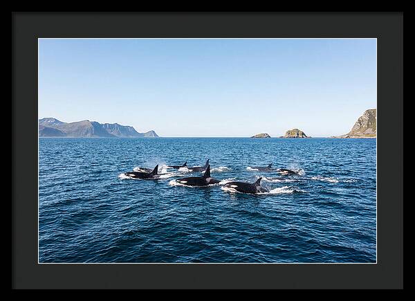 Orca Pod Hunting Together