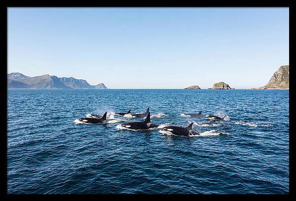 Orca Pod Hunting Together