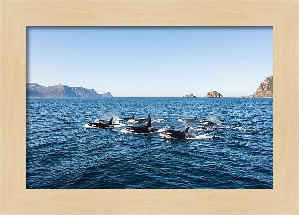 Orca Pod Hunting Together