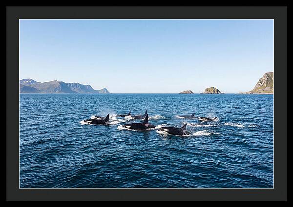 Orca Pod Hunting Together