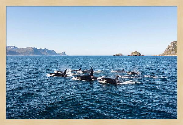 Orca Pod Hunting Together