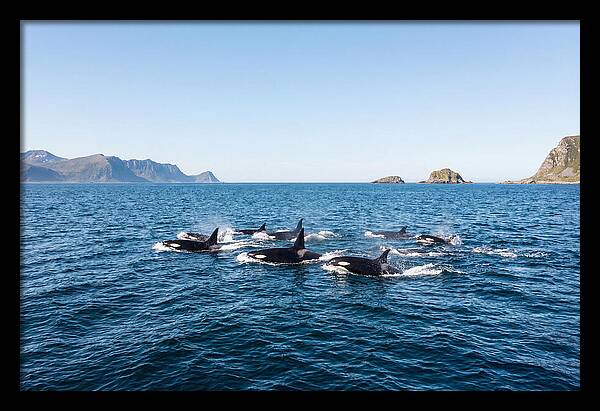 Orca Pod Hunting Together