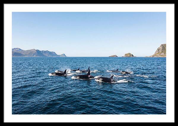 Orca Pod Hunting Together