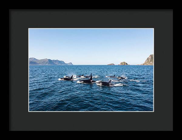 Orca Pod Hunting Together