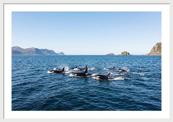 Orca Pod Hunting Together