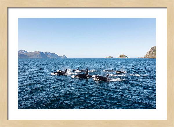 Orca Pod Hunting Together