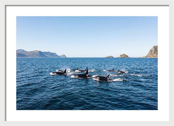 Orca Pod Hunting Together