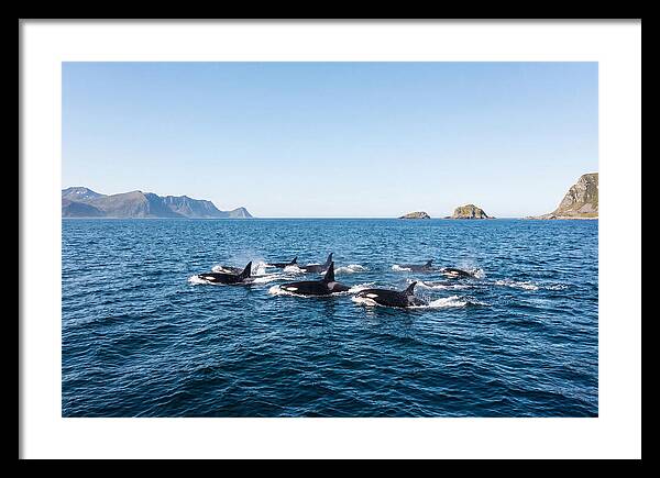 Orca Pod Hunting Together