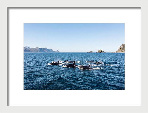 Orca Pod Hunting Together
