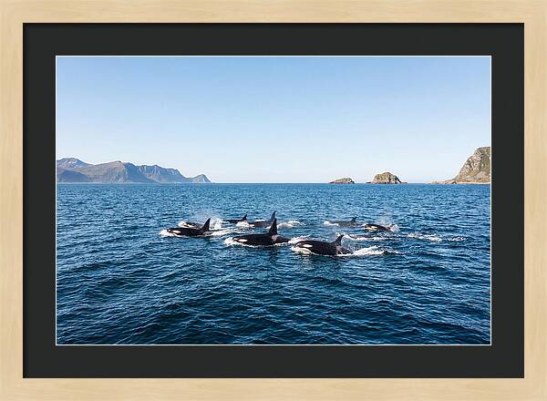 Orca Pod Hunting Together