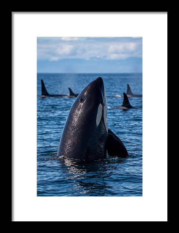 Orca Spy Hopping