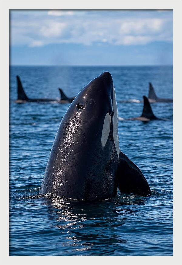 Orca Spy Hopping