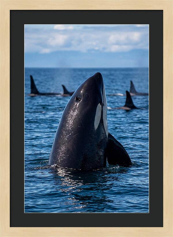 Orca Spy Hopping