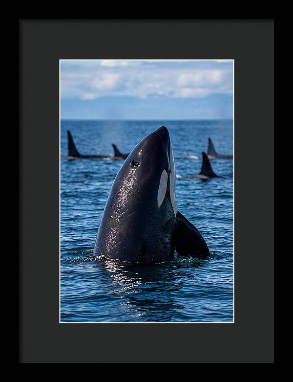 Orca Spy Hopping