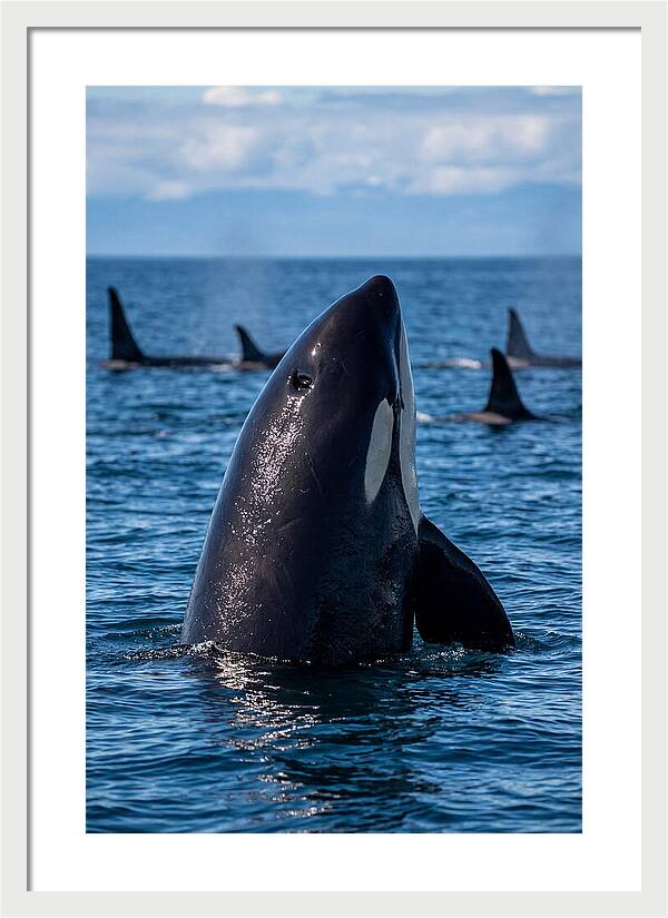 Orca Spy Hopping