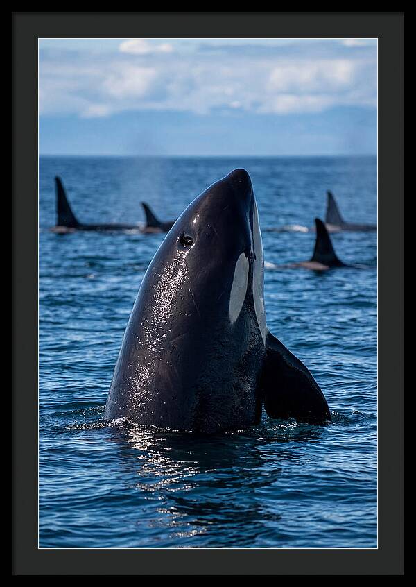Orca Spy Hopping