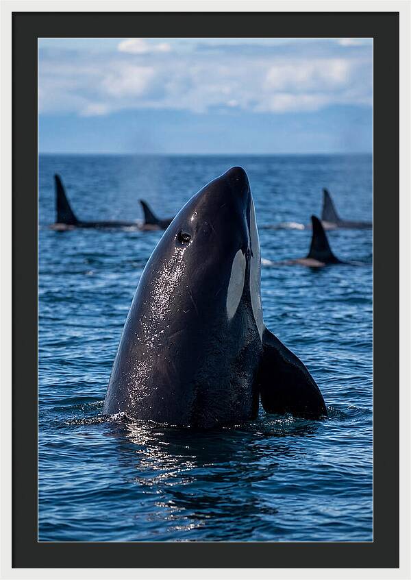 Orca Spy Hopping
