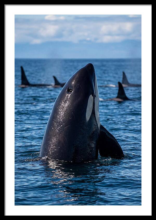 Orca Spy Hopping