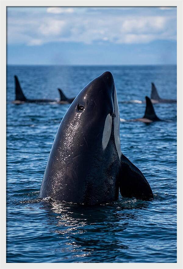 Orca Spy Hopping
