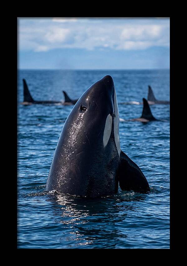 Orca Spy Hopping