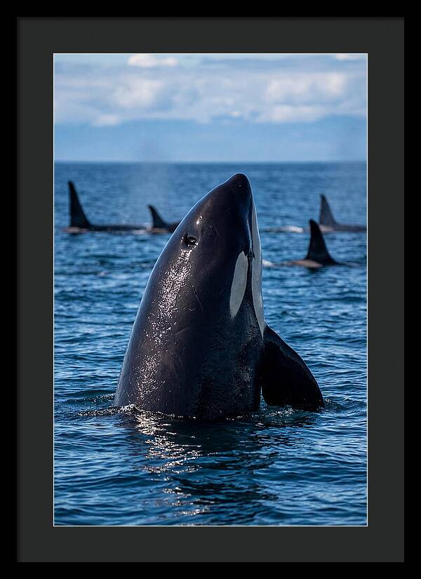 Orca Spy Hopping