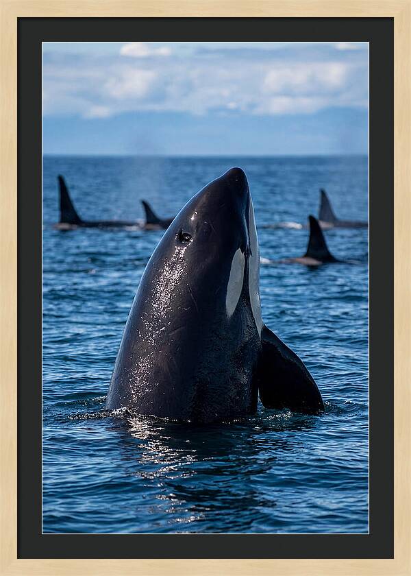 Orca Spy Hopping