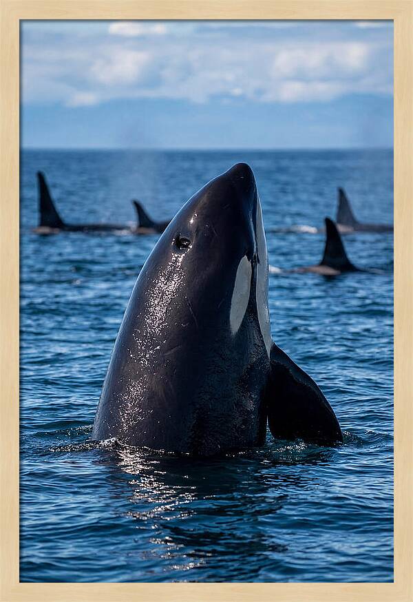 Orca Spy Hopping