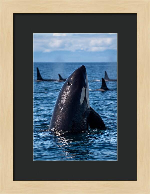Orca Spy Hopping