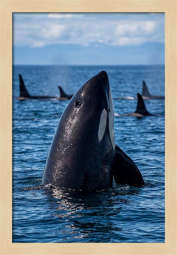 Orca Spy Hopping
