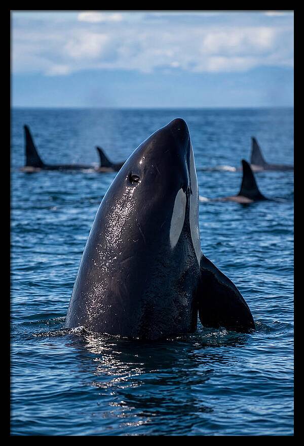 Orca Spy Hopping