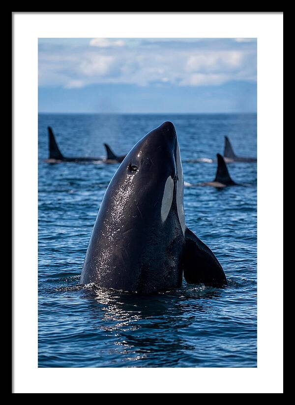 Orca Spy Hopping