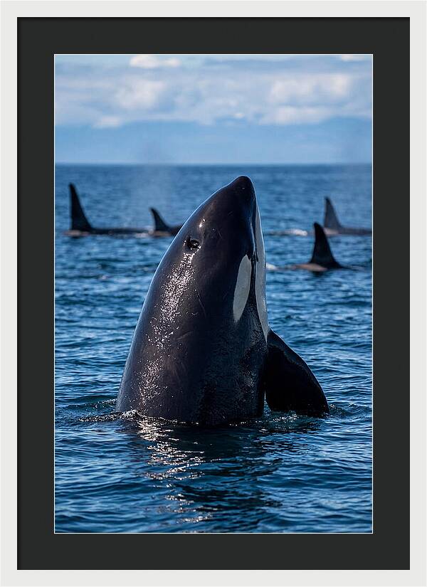 Orca Spy Hopping