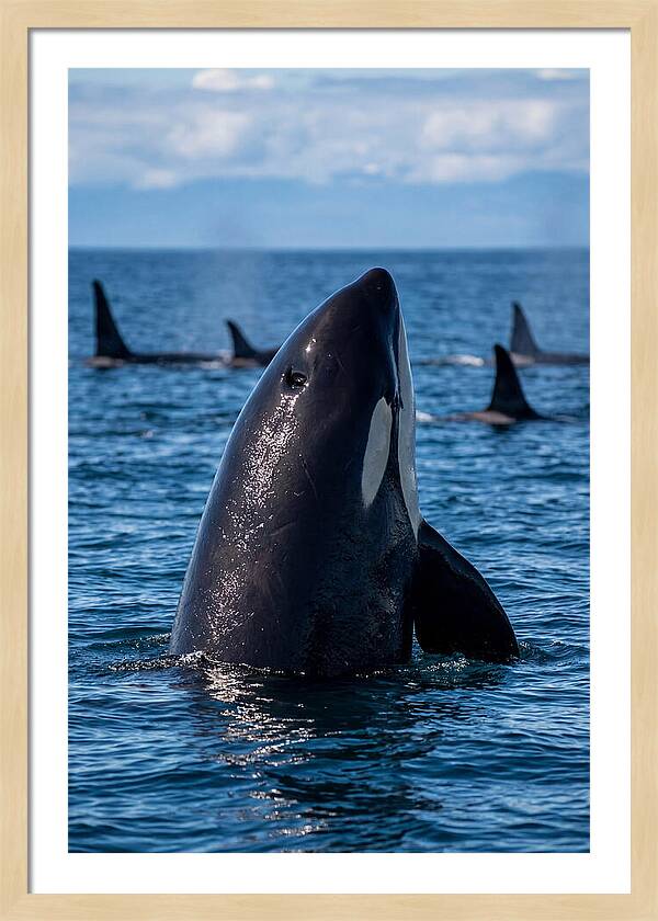 Orca Spy Hopping