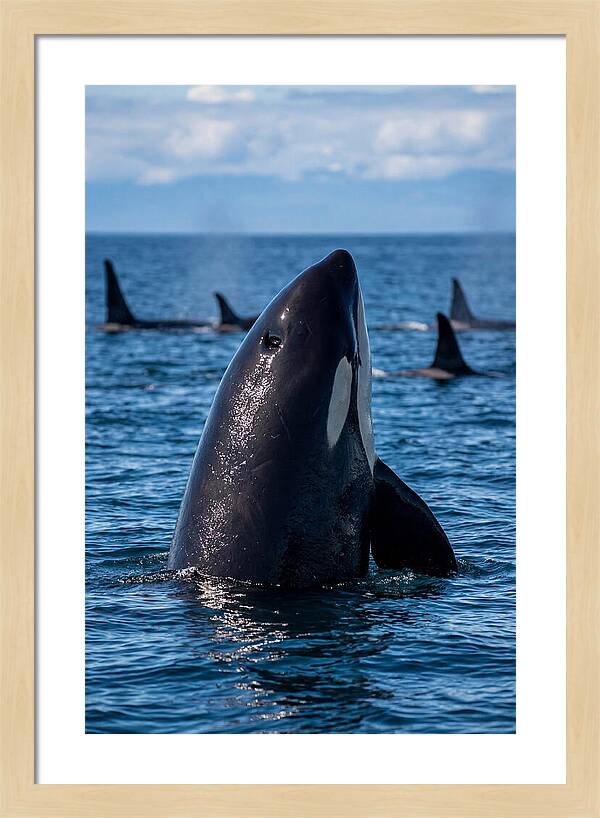 Orca Spy Hopping