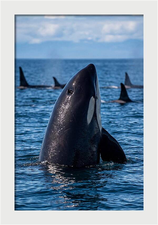 Orca Spy Hopping