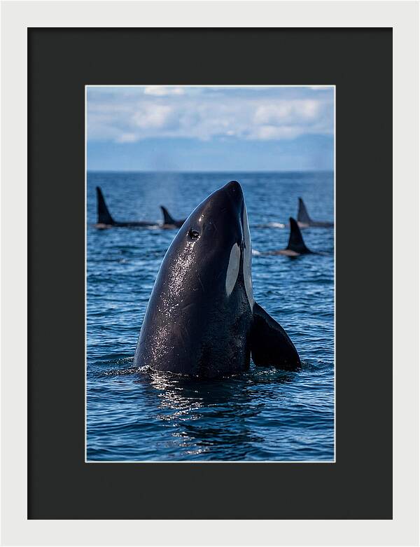 Orca Spy Hopping