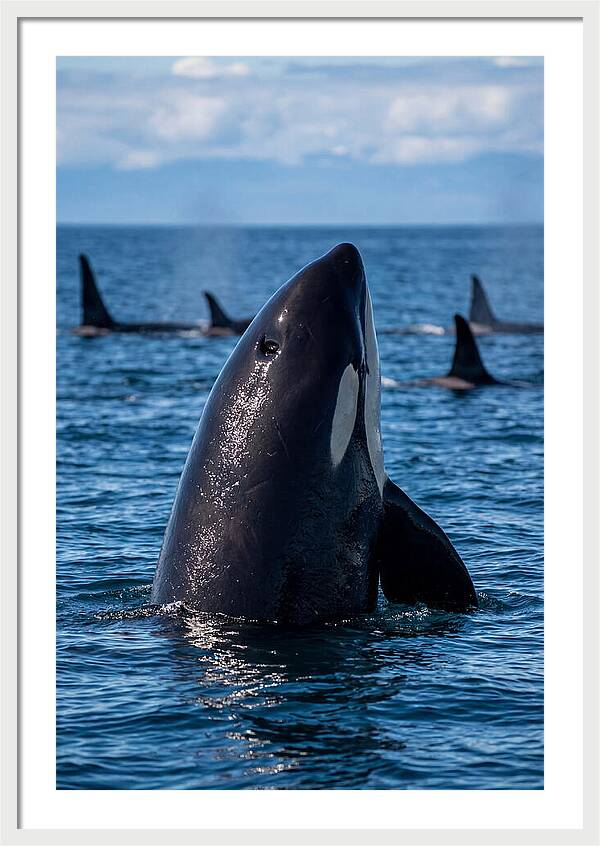 Orca Spy Hopping