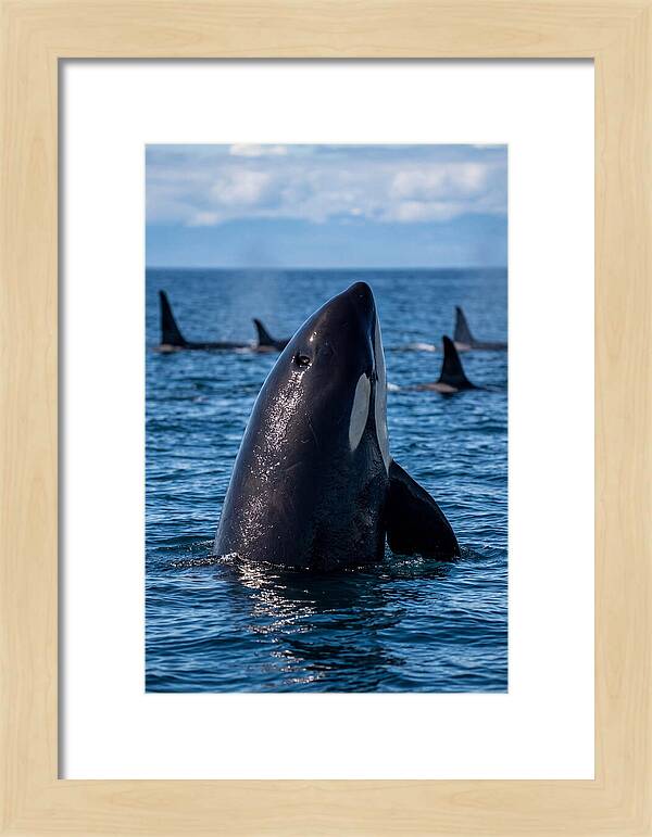 Orca Spy Hopping