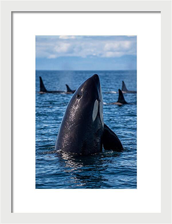 Orca Spy Hopping