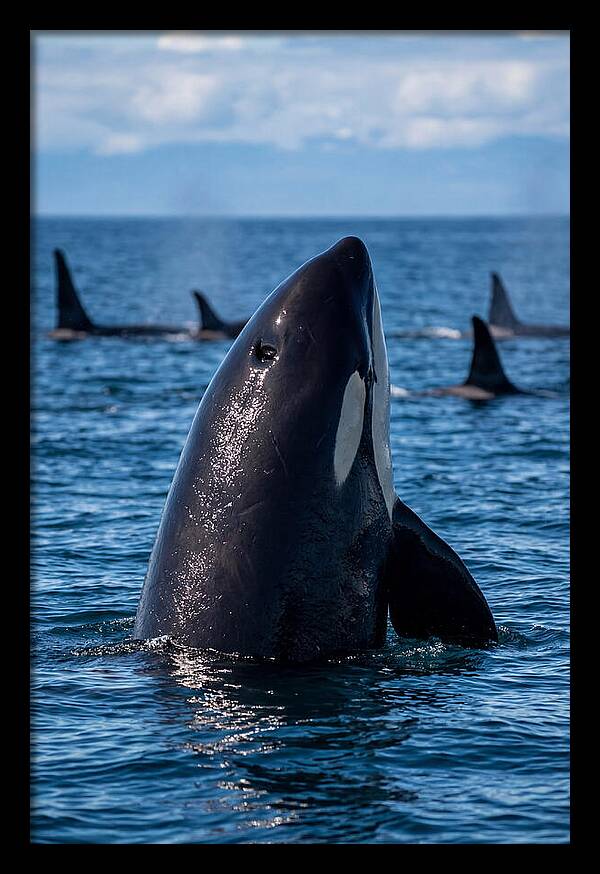 Orca Spy Hopping
